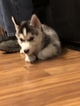 Small Photo #18 Siberian Husky Puppy For Sale in MOORE, SC, USA