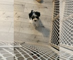Small Photo #17 Morkie Puppy For Sale in FORT WORTH, TX, USA