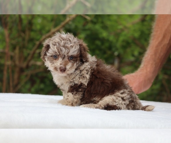 Medium Photo #13 ShihPoo Puppy For Sale in DYERSBURG, TN, USA