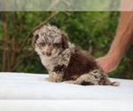 Small #12 ShihPoo