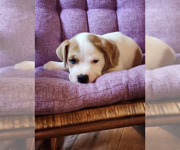 Medium Photo #9 Boxer-Unknown Mix Puppy For Sale in Hinton, WV, USA