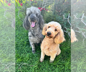 Father of the Goldendoodle puppies born on 04/20/2025