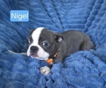 Small #2 Boston Terrier