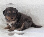 Small Photo #1 Bernedoodle Puppy For Sale in FREDERICKSBURG, OH, USA