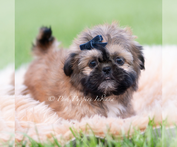 Medium Photo #13 Shih Tzu Puppy For Sale in WARSAW, IN, USA