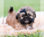 Puppy Grizzie AKC Shih Tzu