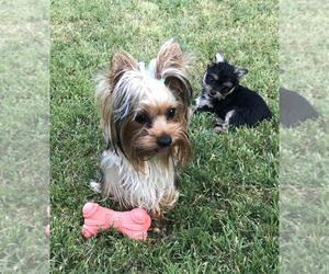 Mother of the Yorkshire Terrier puppies born on 10/24/2020