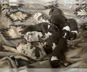 Australian Shepherd Puppy for sale in WOONSOCKET, RI, USA