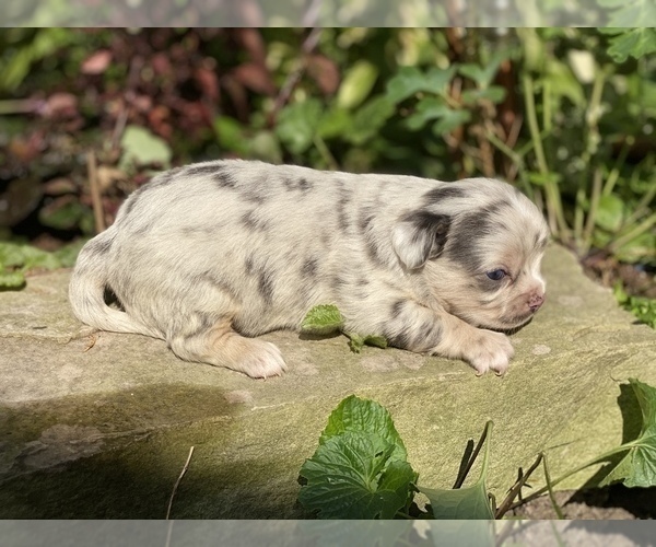 Medium Photo #32 Bullhuahua-Chihuahua Mix Puppy For Sale in RAWSONVILLE, MI, USA