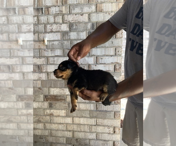 Medium Photo #6 Rottweiler Puppy For Sale in FORT WORTH, TX, USA