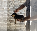 Small Photo #6 Rottweiler Puppy For Sale in FORT WORTH, TX, USA