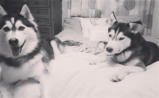Father of the Siberian Husky puppies born on 03/03/2017