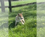 Small #5 Shiba Inu