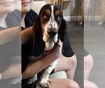 Small #3 Basset Hound