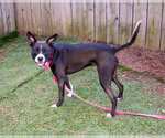 Small #1 Boxer Mix