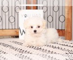 Small Photo #2 Maltese Puppy For Sale in NAPLES, FL, USA
