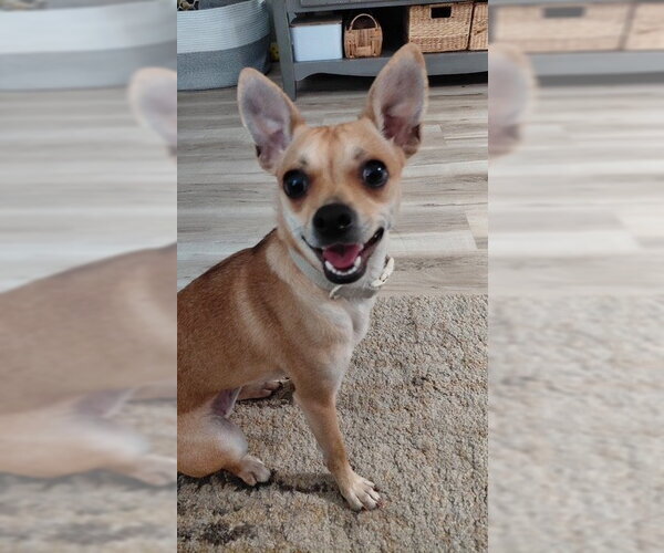Medium Photo #1 Chihuahua Puppy For Sale in Fort Wayne, IN, USA