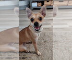 Small Chihuahua