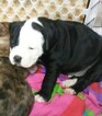 Small Photo #4 Alapaha Blue Blood Bulldog Puppy For Sale in COLUMBUS, OH, USA