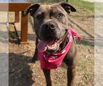 Small American Staffordshire Terrier Mix