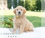 Small #2 Golden Retriever