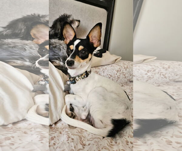 Medium Photo #1 Jack Russell Terrier-Toy Fox Terrier Mix Puppy For Sale in Chandler, AZ, USA