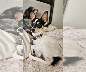 Jack Russell Terrier-Toy Fox Terrier Mix Dogs for adoption in Chandler, AZ, USA