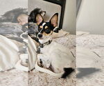 Small Jack Russell Terrier-Toy Fox Terrier Mix