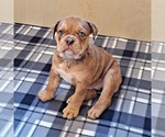 Small Olde English Bulldogge