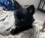 Small Photo #15 Pomeranian Puppy For Sale in KEAAU, HI, USA