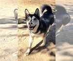 Small #2 Siberian Husky