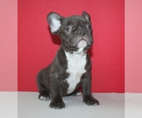 Medium Photo #6 French Bulldog Puppy For Sale in BAYVILLE, NJ, USA