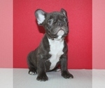 Small Photo #6 French Bulldog Puppy For Sale in BAYVILLE, NJ, USA