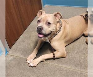 American Pit Bull Terrier-Unknown Mix Dogs for adoption in Houston, TX, USA