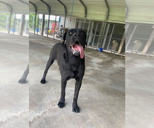 Mutt Dogs for adoption in Cromwell, KY, USA