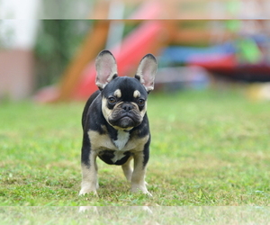French Bulldog Puppy for sale in Kiskoros, Bacs-Kiskun, Hungary