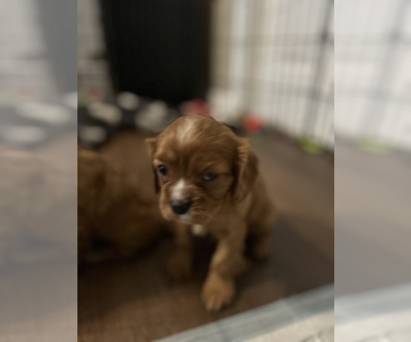 Medium Photo #4 Cavalier King Charles Spaniel Puppy For Sale in DOVER, AR, USA