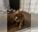 Small #3 Cavalier King Charles Spaniel