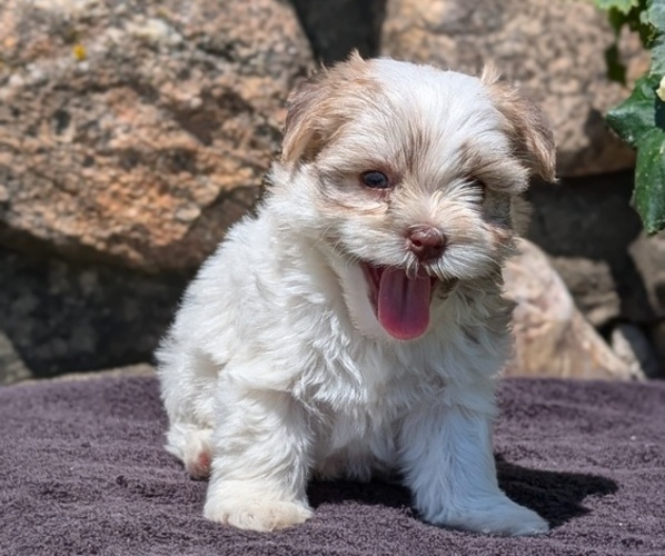 Medium Photo #10 Havanese Puppy For Sale in GOSHEN, IN, USA