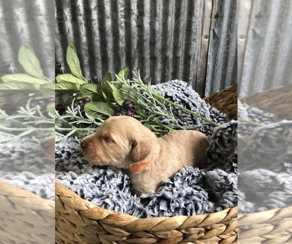 Medium Photo #3 Goldendoodle Puppy For Sale in MARQUAND, MO, USA
