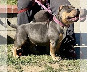 Mother of the American Bully puppies born on 06/06/2022