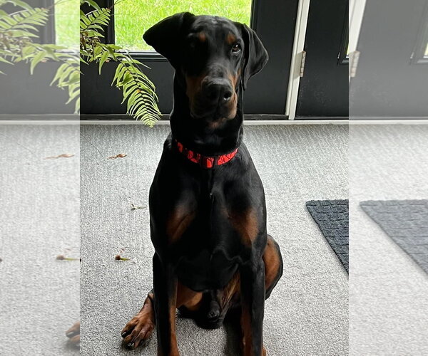 Medium Photo #9 Doberman Pinscher Puppy For Sale in Buffalo, MN, USA