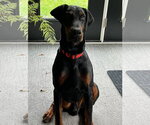 Small #8 Doberman Pinscher