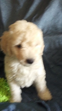 Medium Photo #1 Goldendoodle (Miniature) Puppy For Sale in NORTH LIBERTY, IN, USA