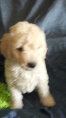 Medium Goldendoodle (Miniature)