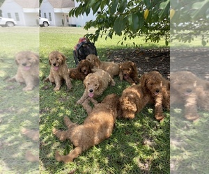 Goldendoodle Puppy for sale in EAST DUBLIN, GA, USA