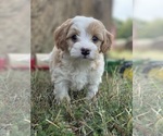 Puppy Puppy 5 Bernedoodle (Miniature)