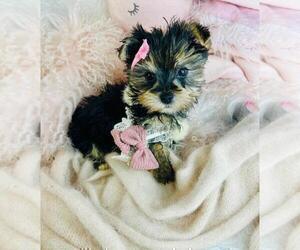 Morkie Puppy for Sale in MIAMI BEACH, Florida USA