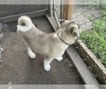 Small Photo #10 Akita Puppy For Sale in FLORISSANT, MO, USA
