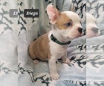 Small Photo #4 Faux Frenchbo Bulldog Puppy For Sale in MINERAL WELLS, WV, USA